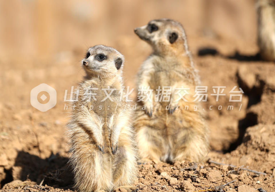 细尾獴在园区里快乐地觅食嬉戏