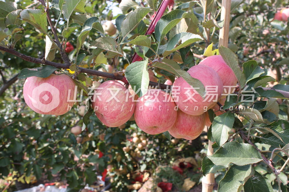 苹果红了