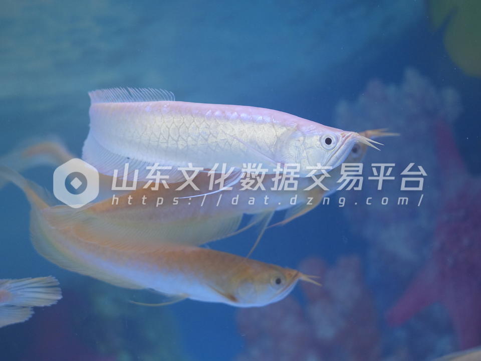 银龙鱼游进黄河滩