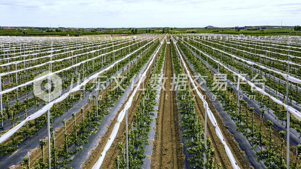 农业大棚