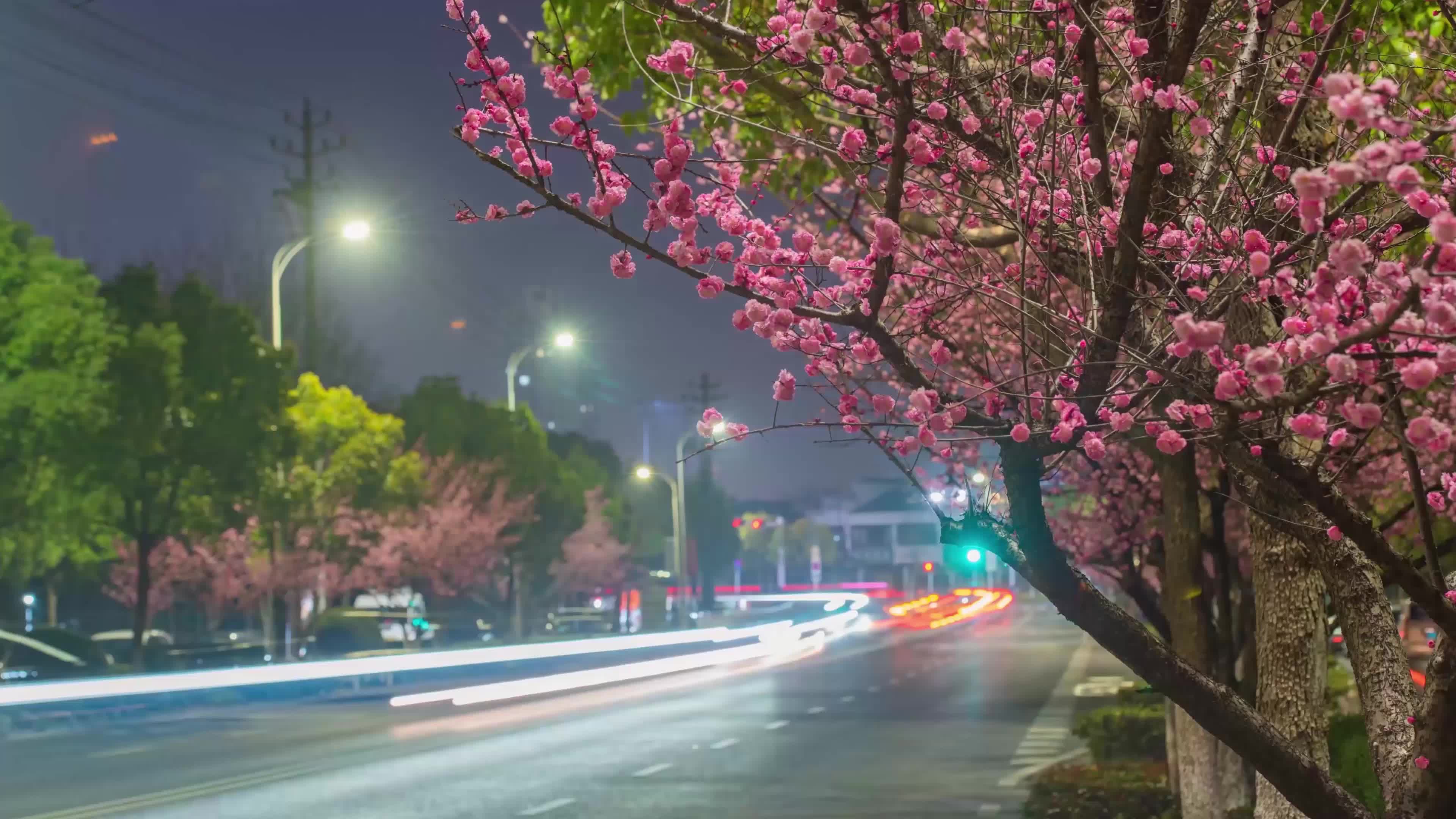 夜间的路边梅花