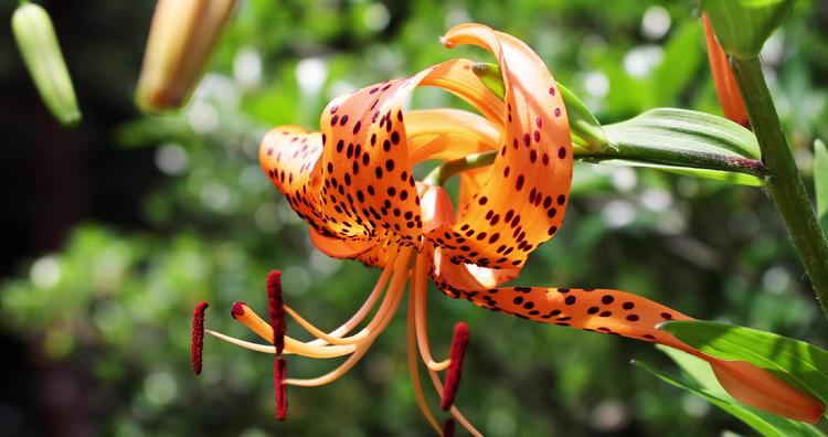 灯泡茎系植物 灯泡茎系植物