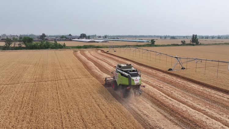 航拍聊城麦收 航拍聊城麦收