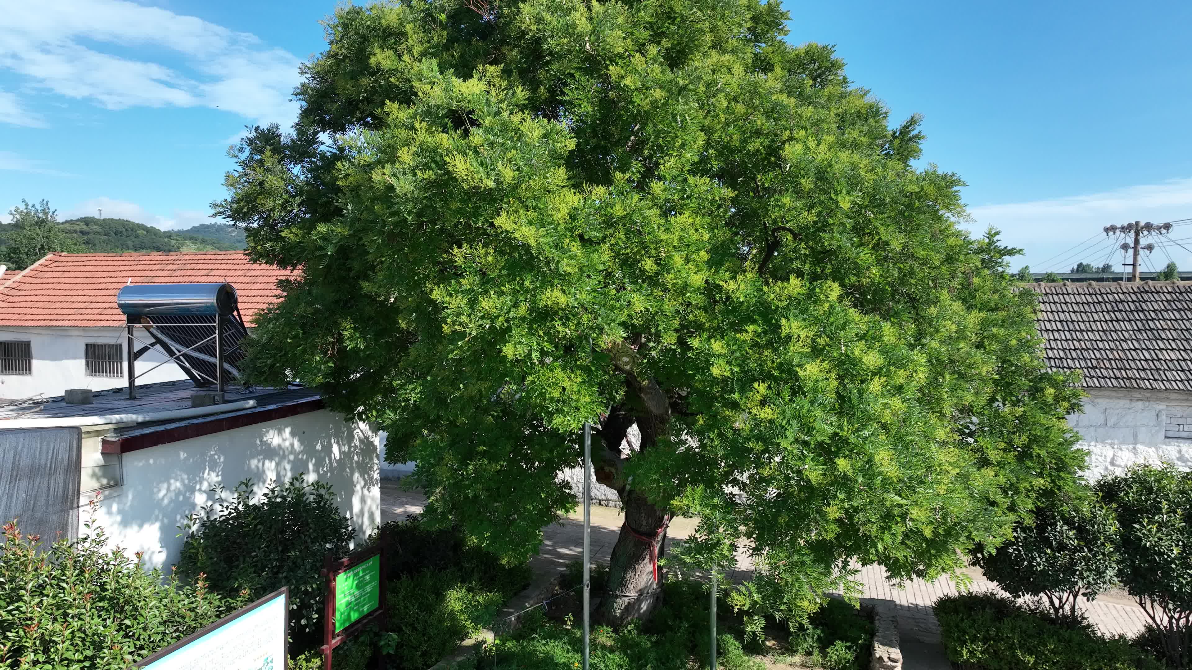 日照山海天窝落子村400年国槐