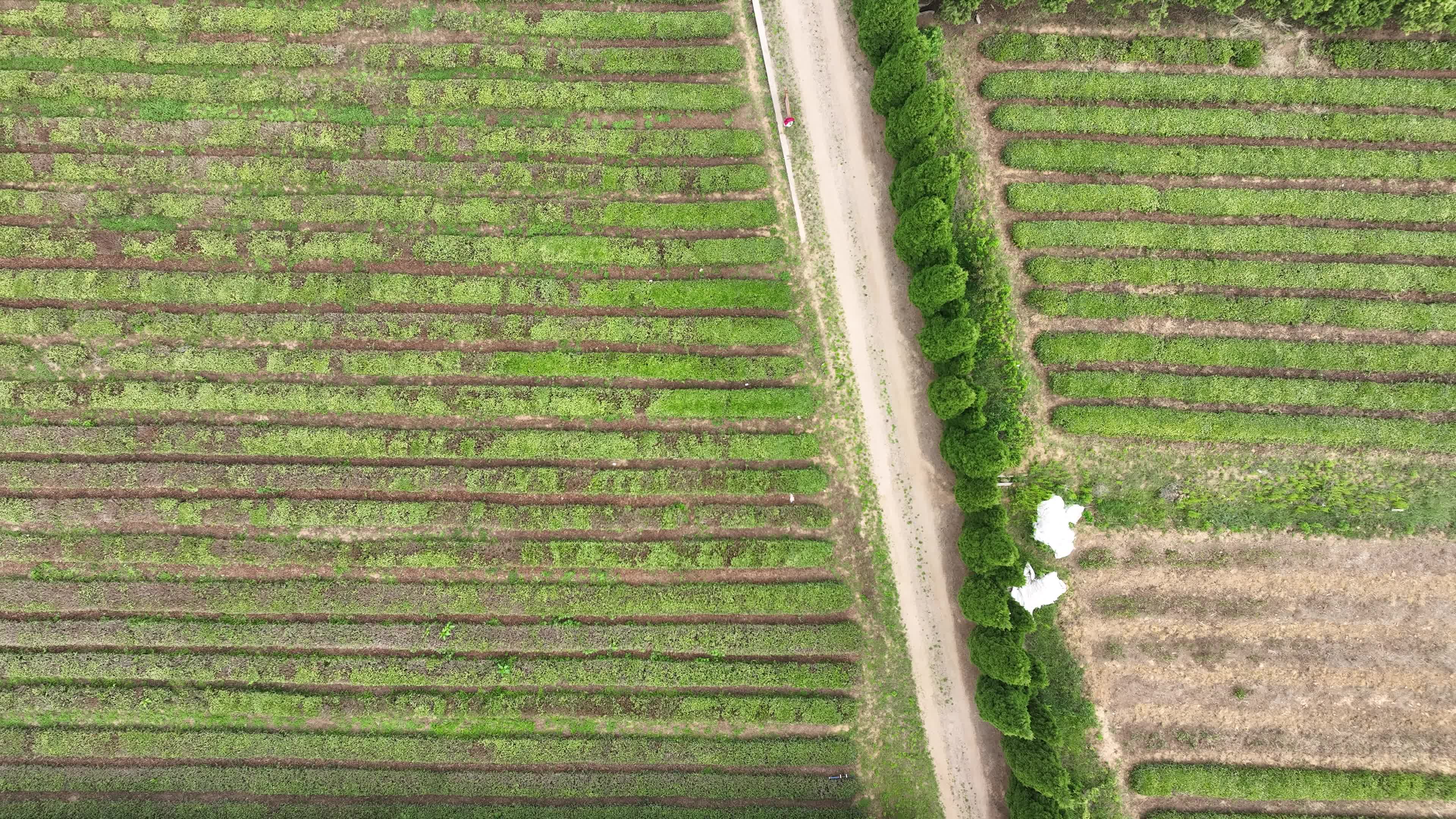 日照瀚林春有机茶博园