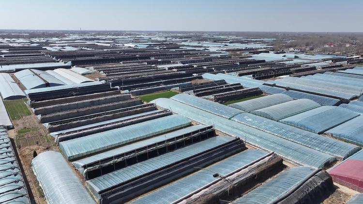 航拍莘县大棚种植 航拍莘县大棚种植