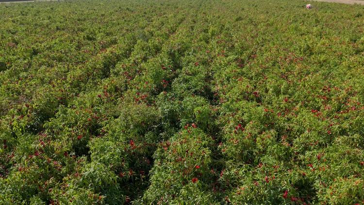 阳谷收辣椒 阳谷收辣椒