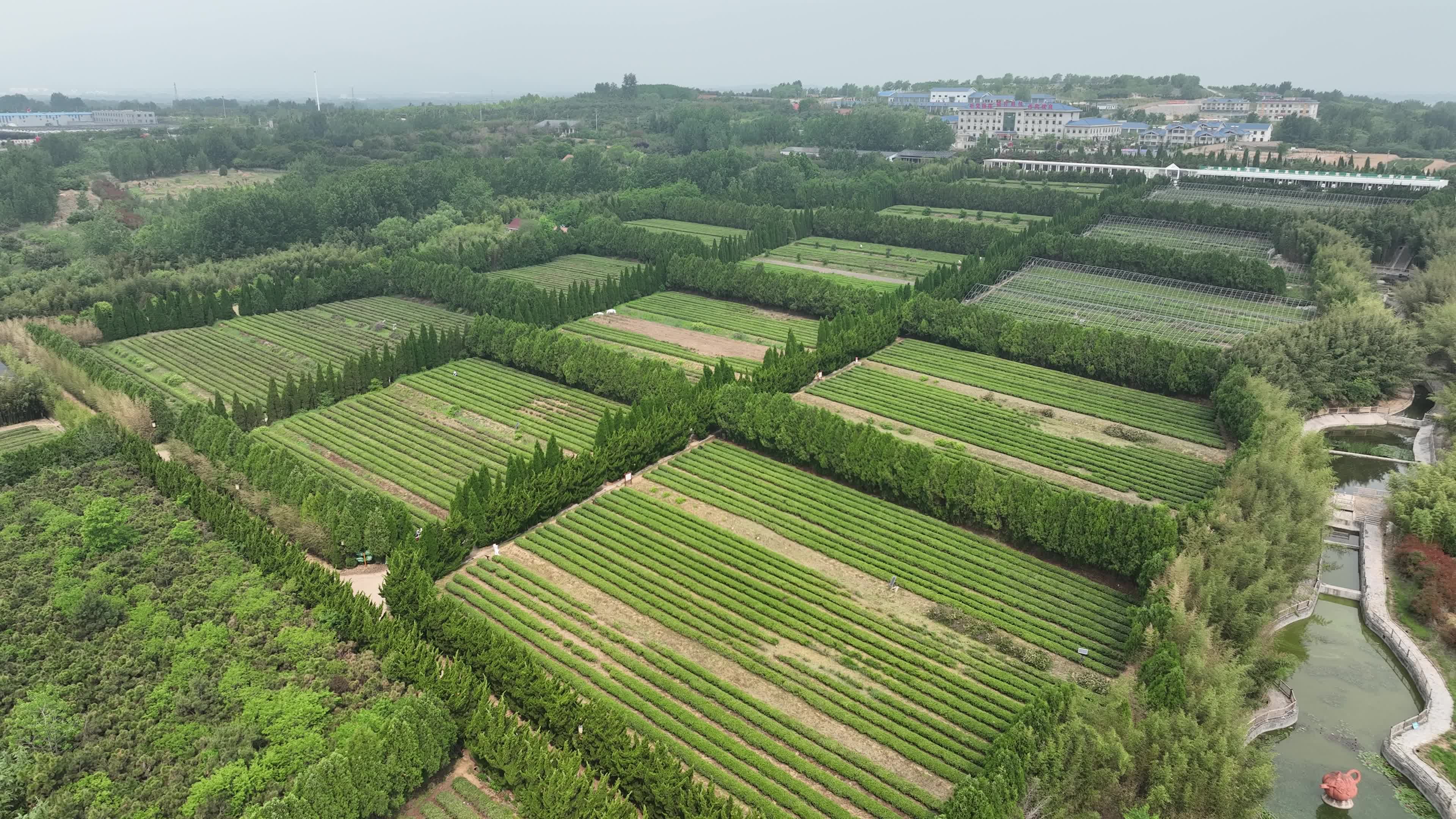 日照瀚林春有机茶博园