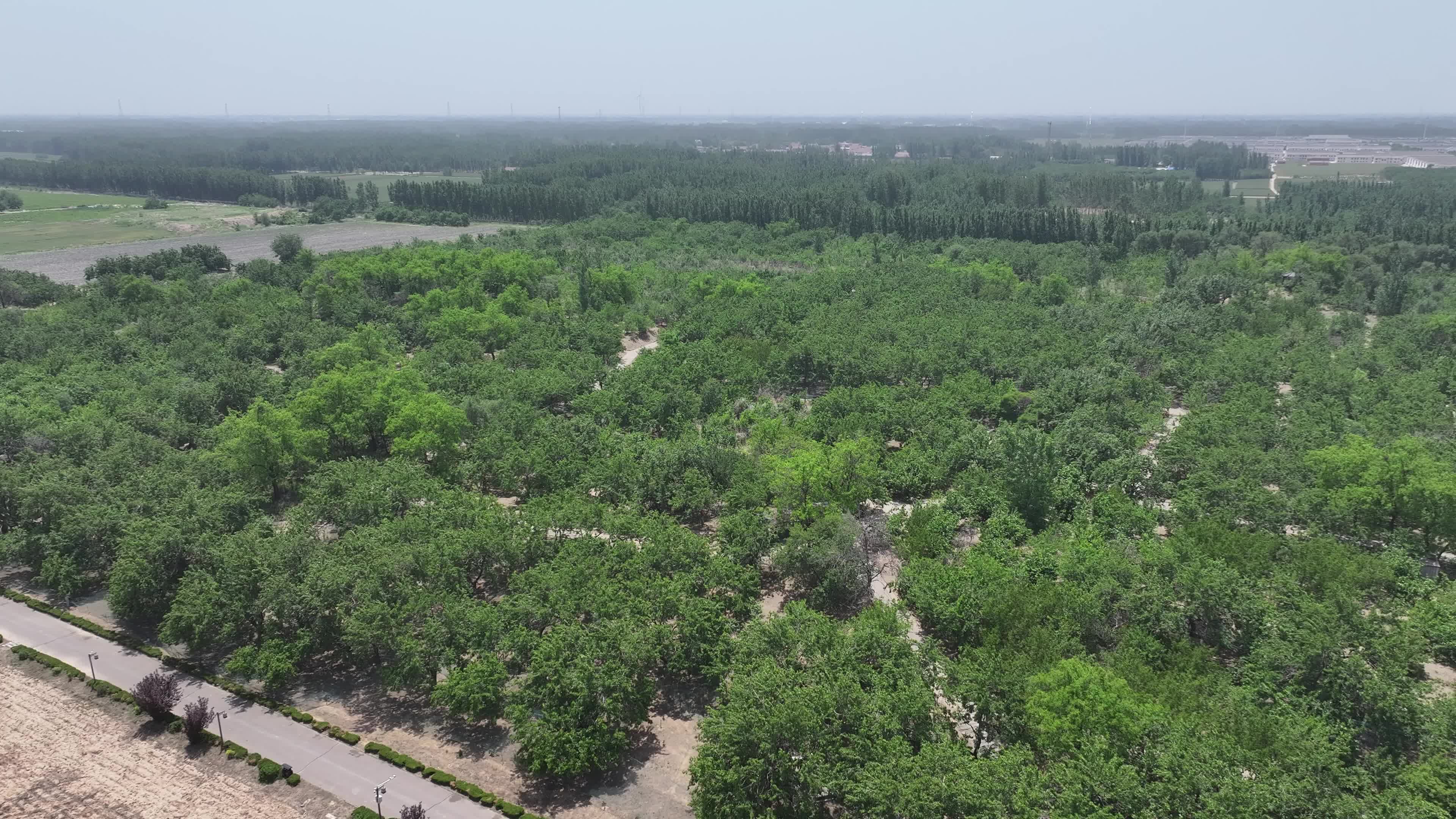 德州夏津桑椹园