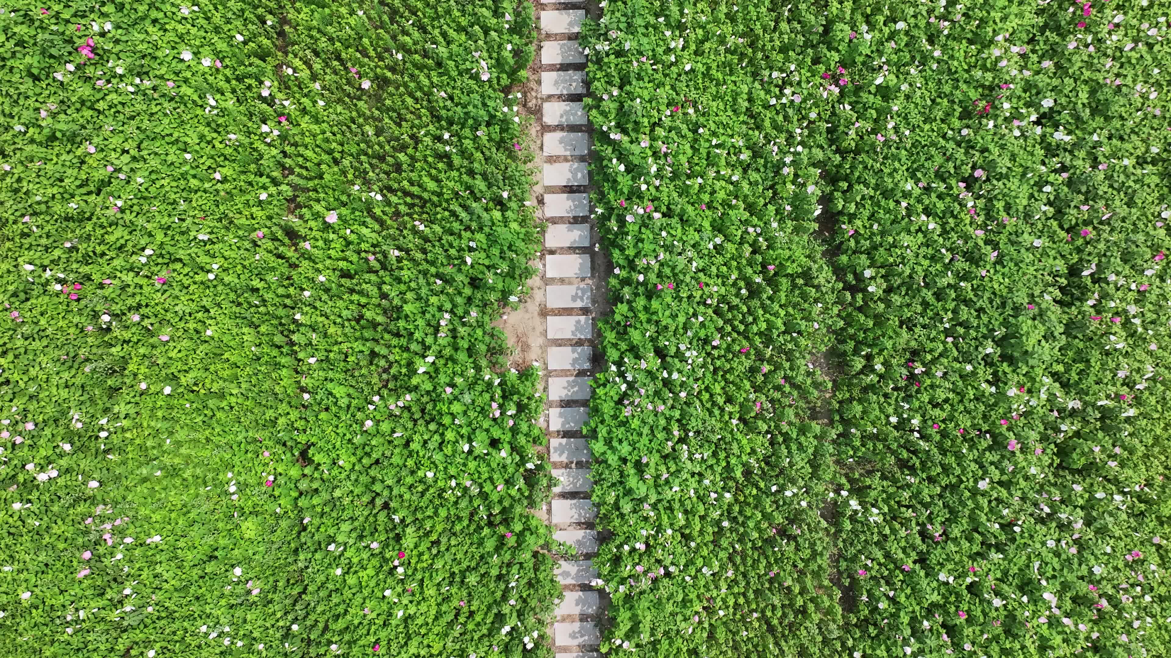 德州岔河边花海