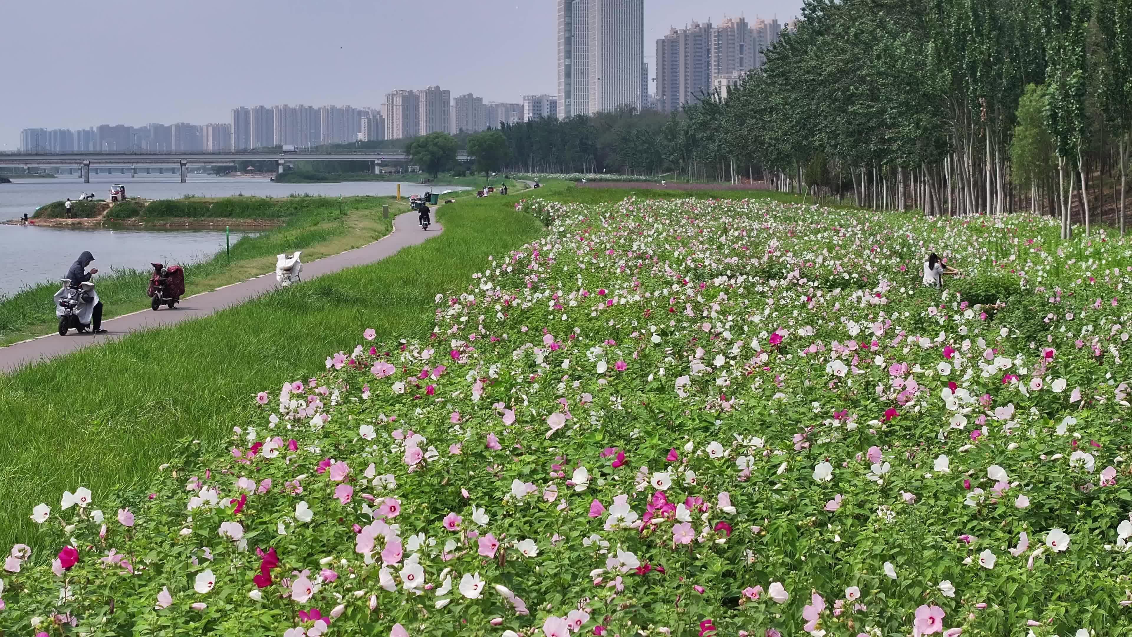 德州花海游客航拍