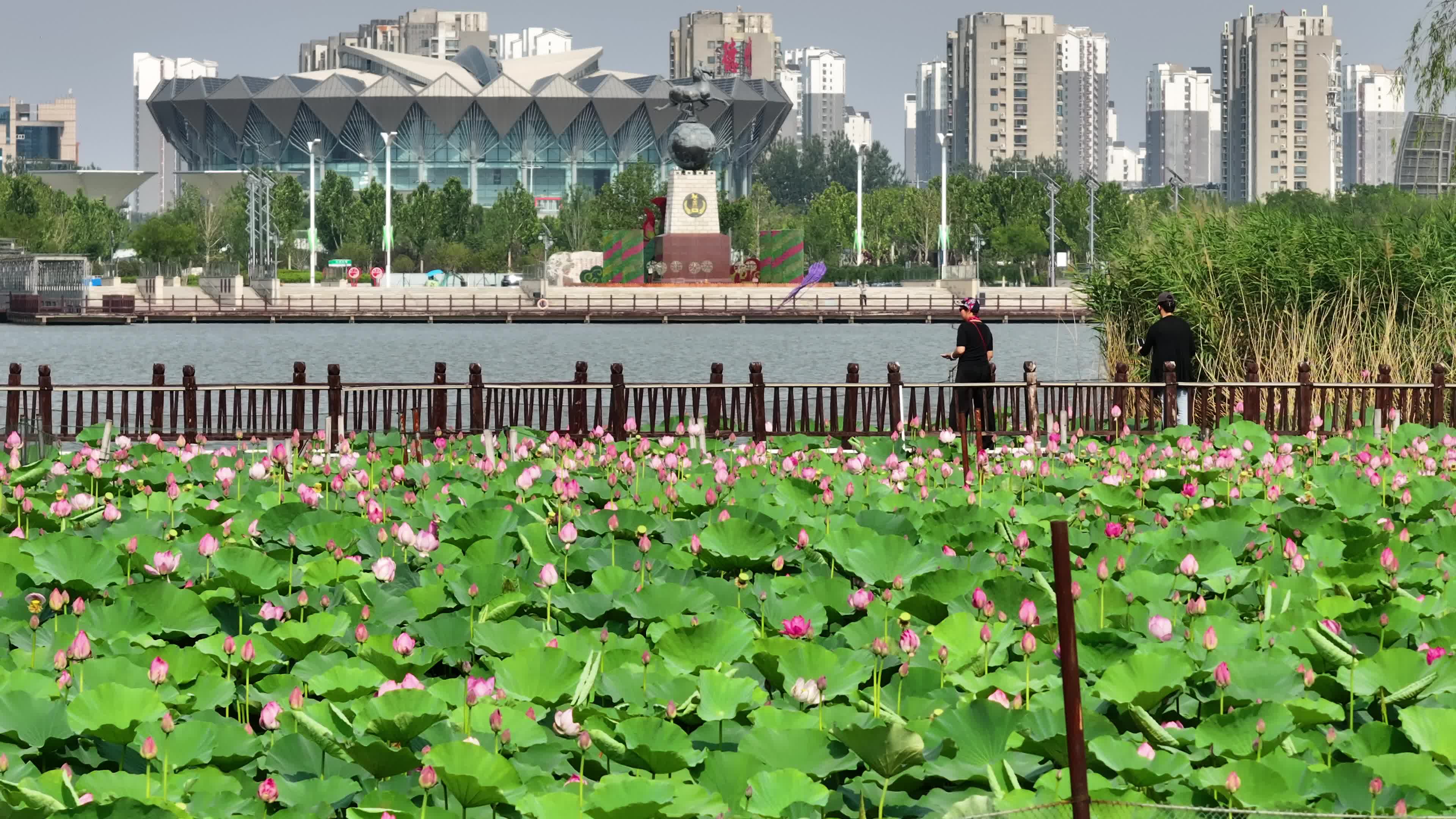 德州体育馆与长河公园荷花同框