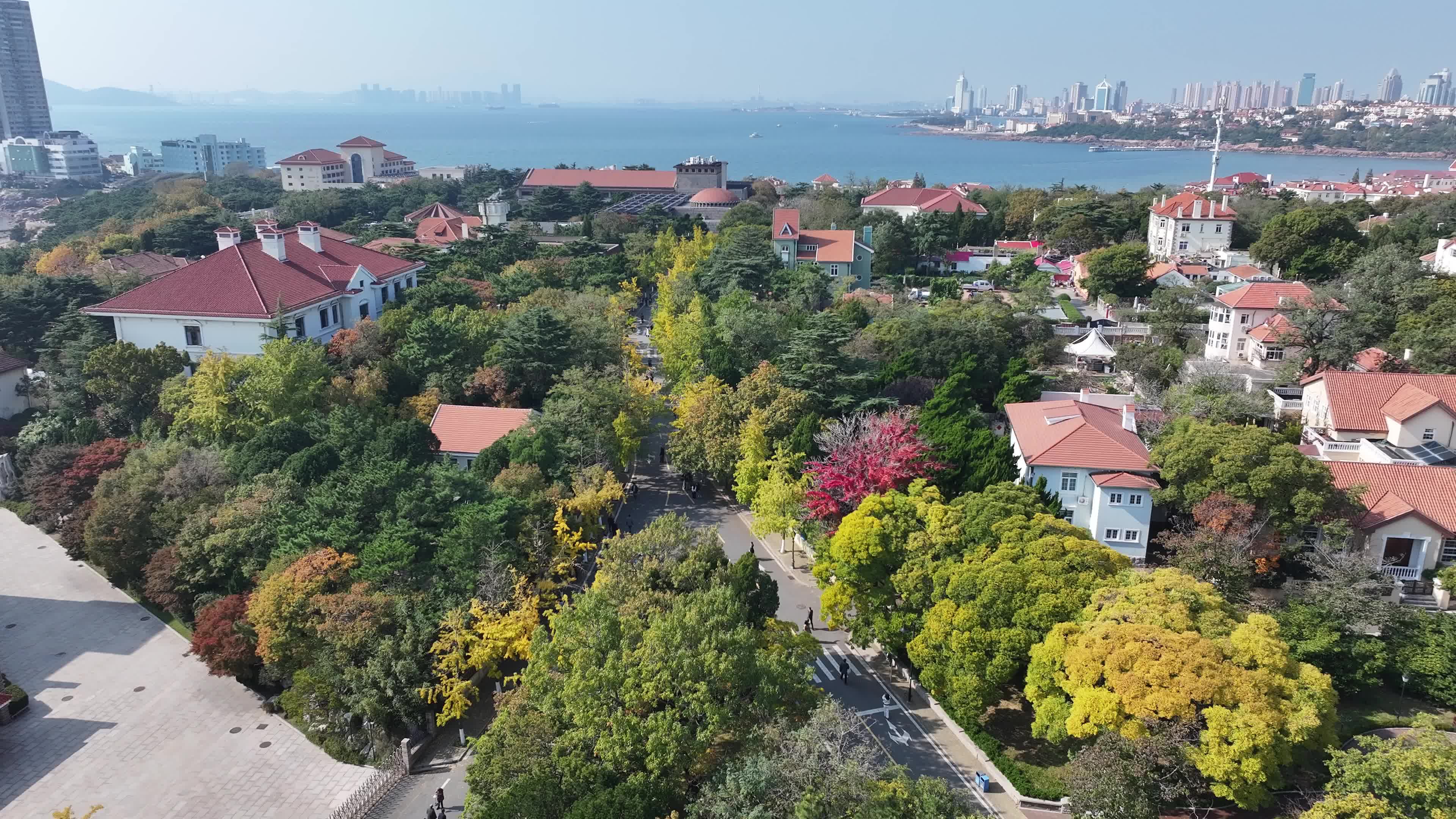 航拍八大关秋天景色