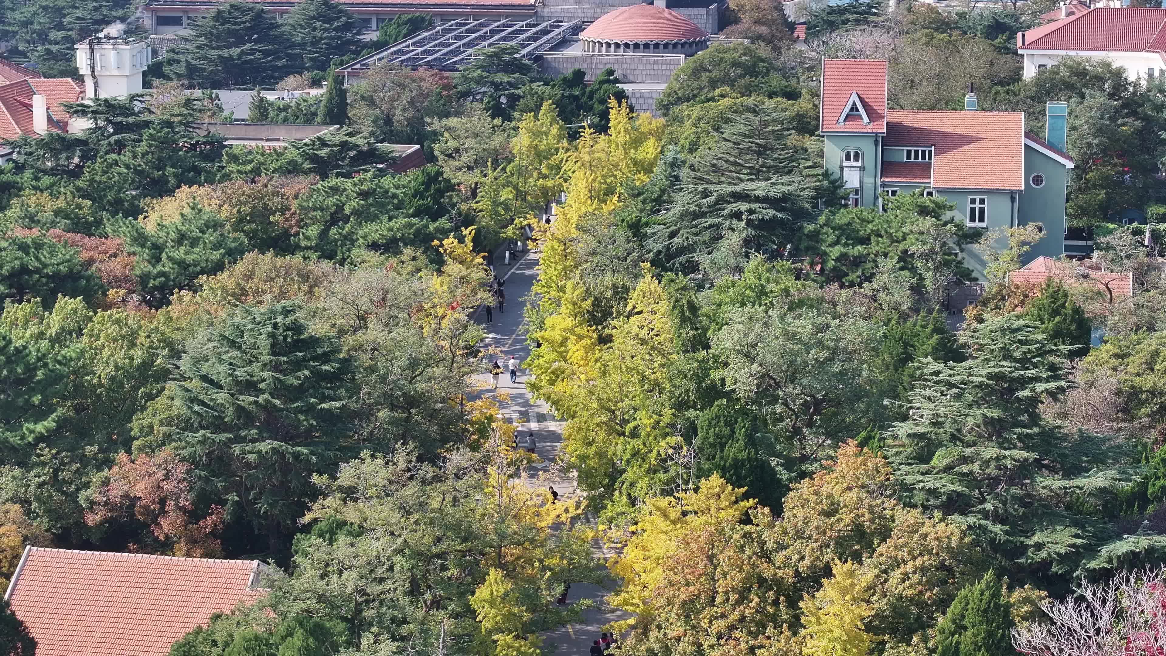 航拍八大关秋天景色