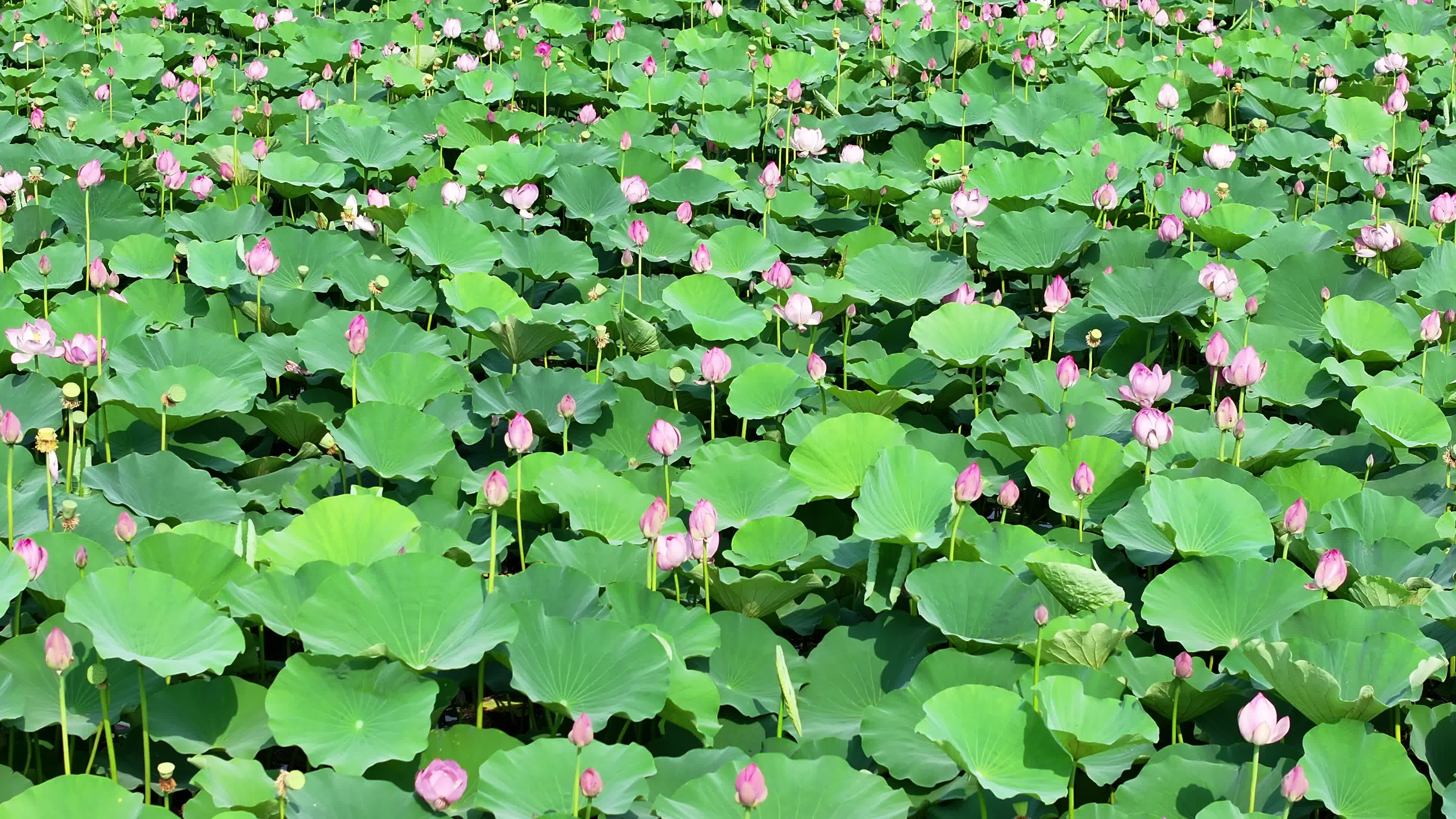 德州长河公园荷花拍摄中景