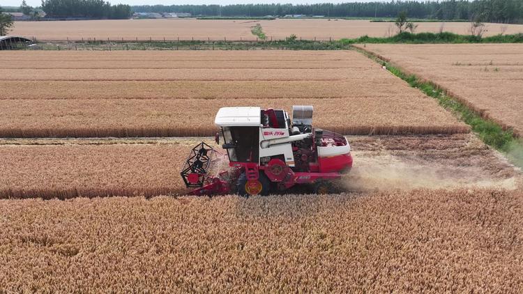 德州收割小麦 德州收割小麦