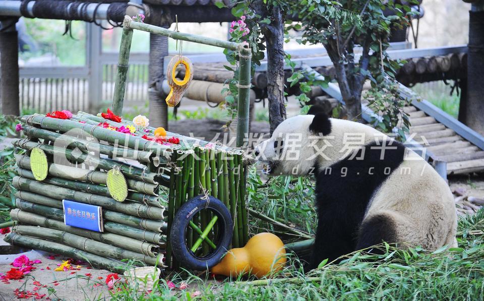 动物园大熊猫
