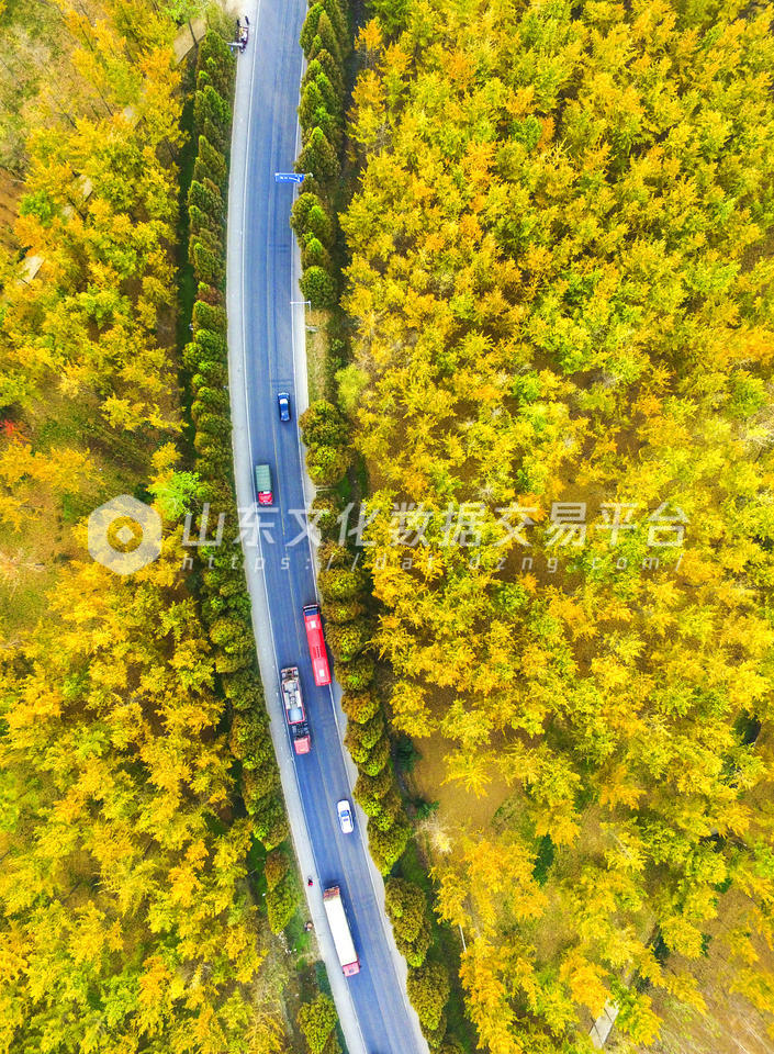 黄金走廊，银杏之乡