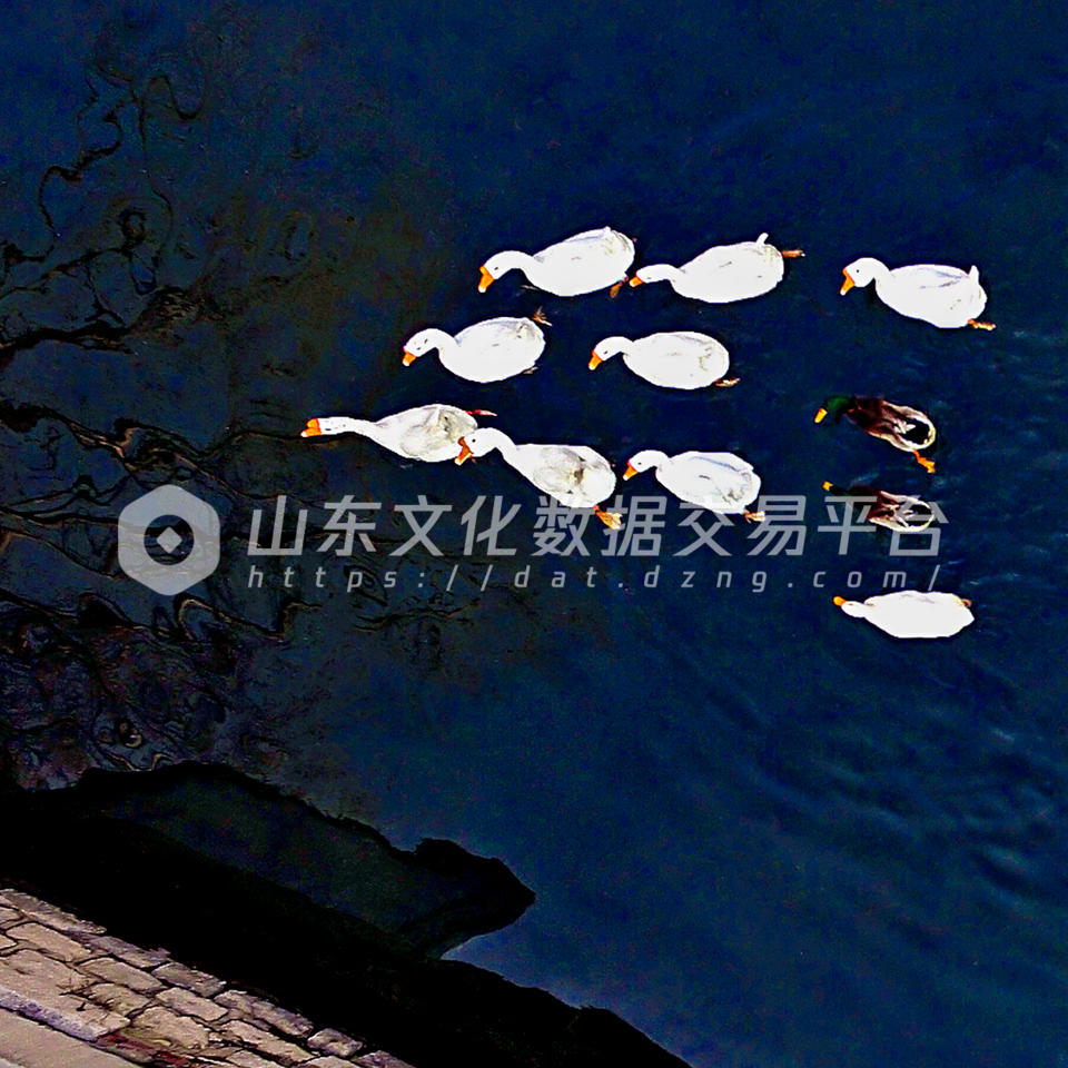 济南曲水亭街河道中鹅和鸭