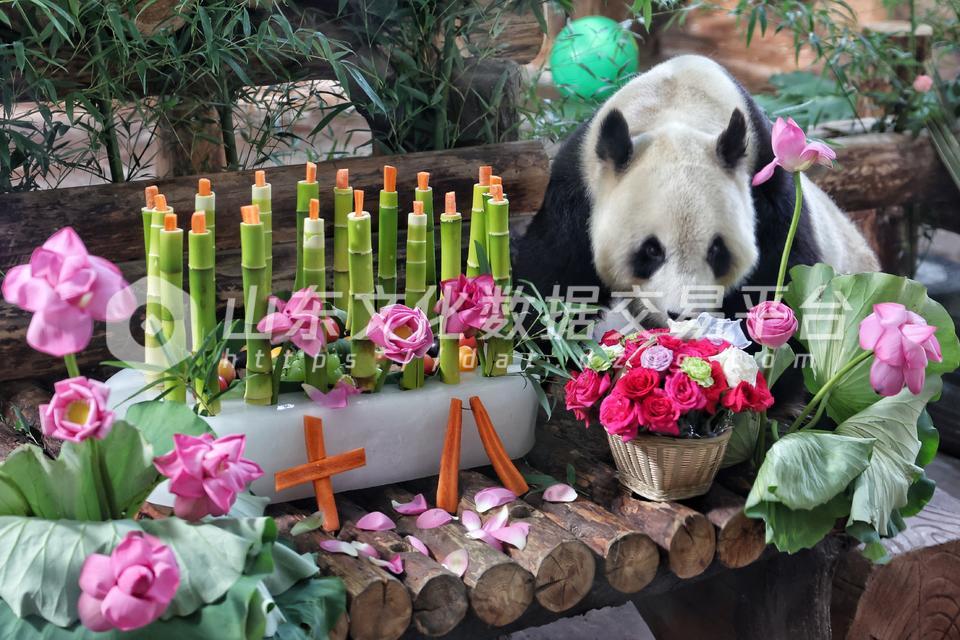 大熊猫“华奥”迎来18岁生日