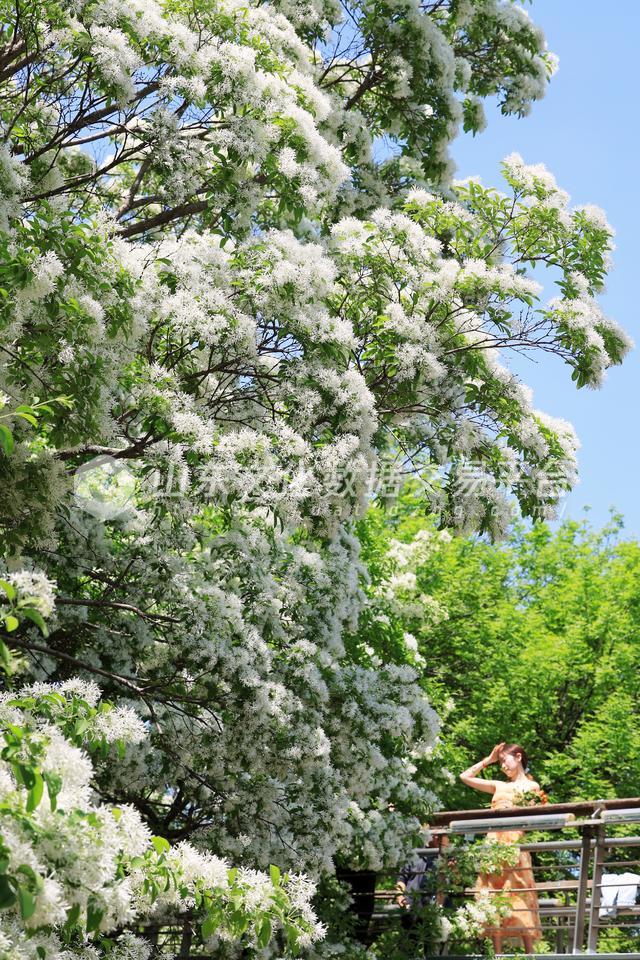 济南泉城公园流苏花