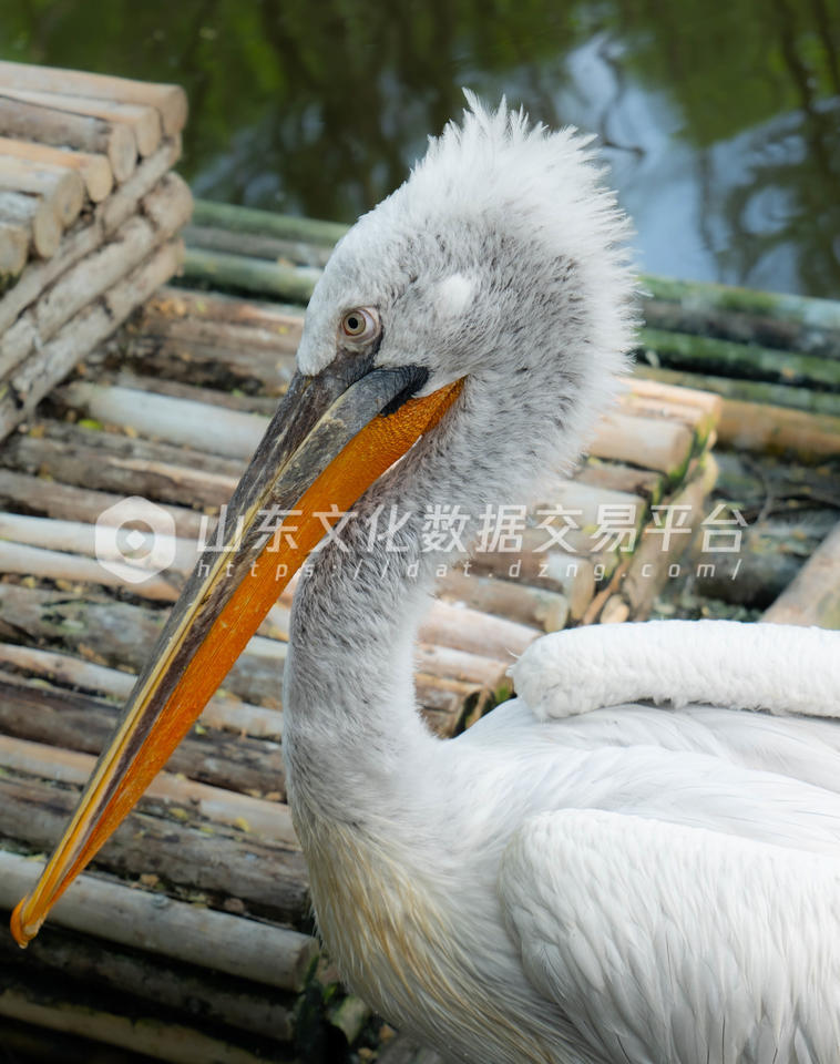 济南野生动物世界的鹈鹕