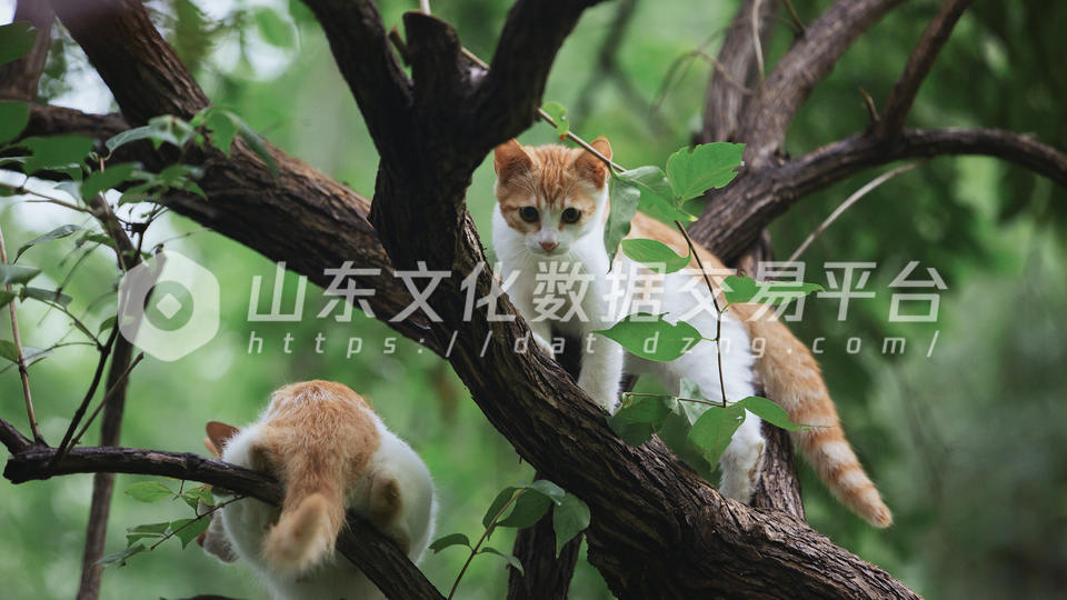 在树枝上玩耍的小猫