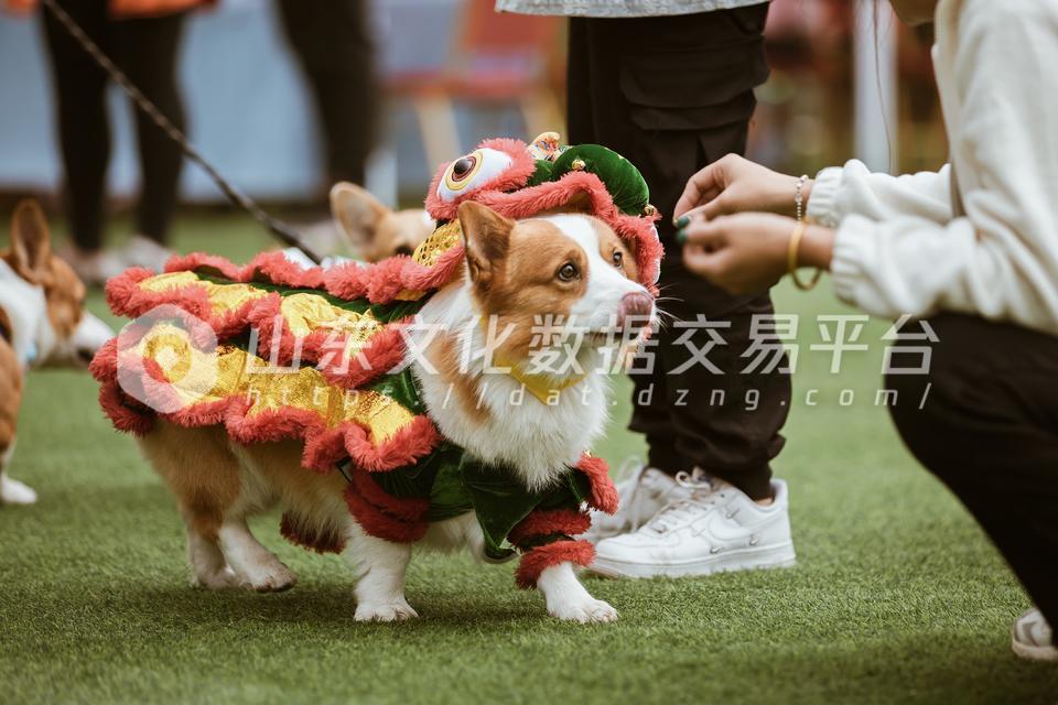 身披舞狮造型服装的柯基犬