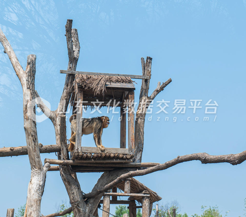 济南野生动物世界内在树屋上的金丝猴