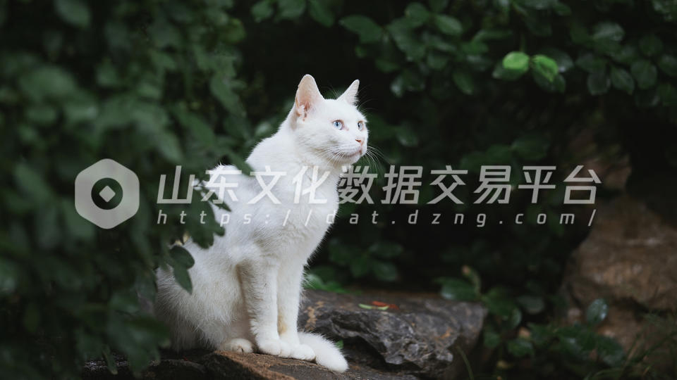 泉城公园里抓拍的小猫