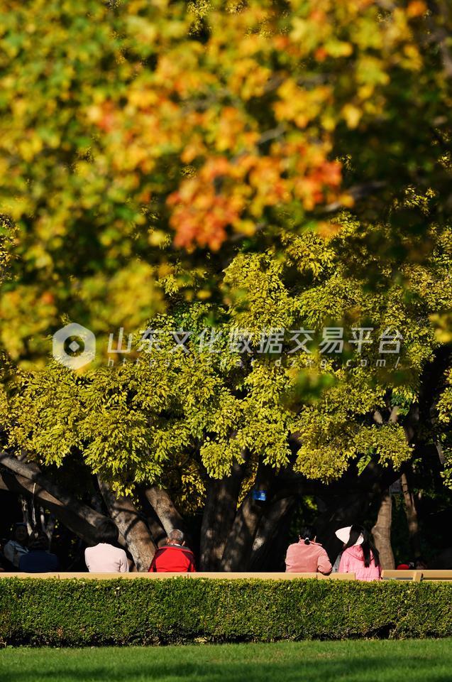泉城公园秋色