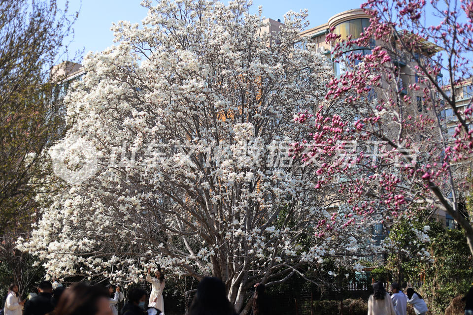 黄海城市花园巨型玉兰树