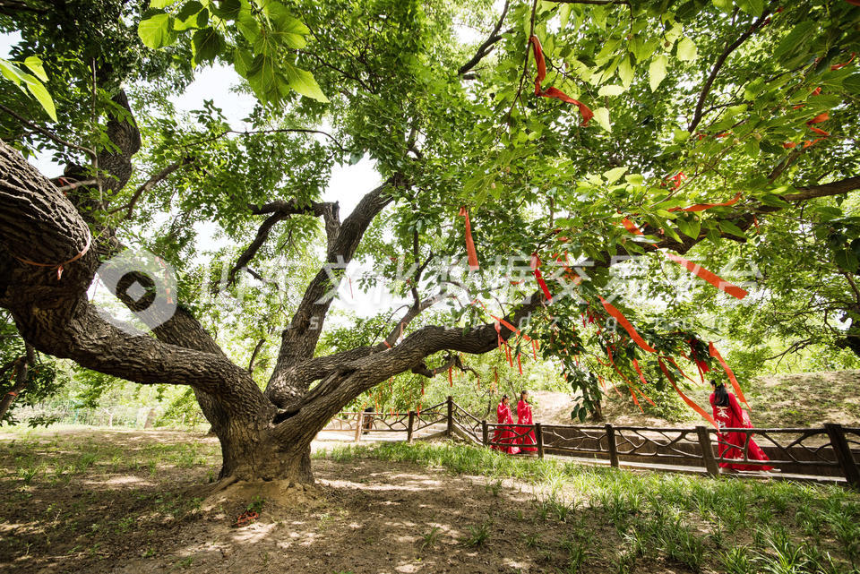 夏津黄河故道千年古桑