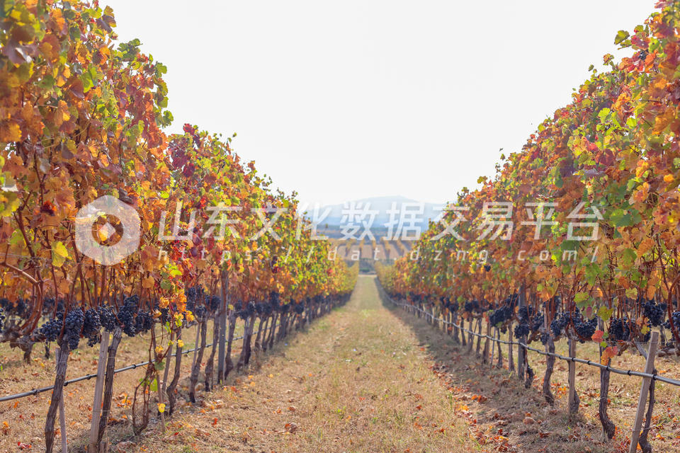 酿酒葡萄种植基地