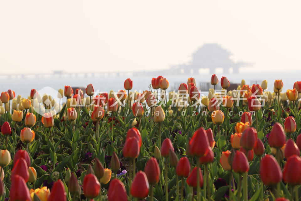 烟台莱山区虞美人广场