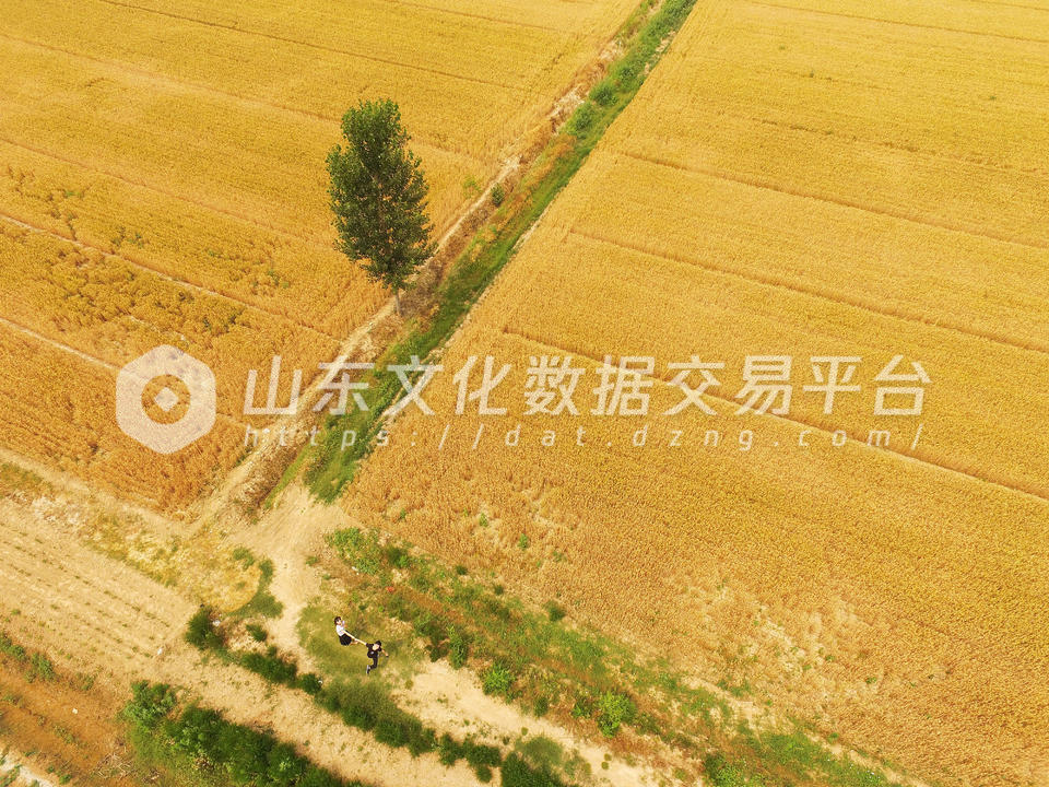 德州麦收时节的航拍