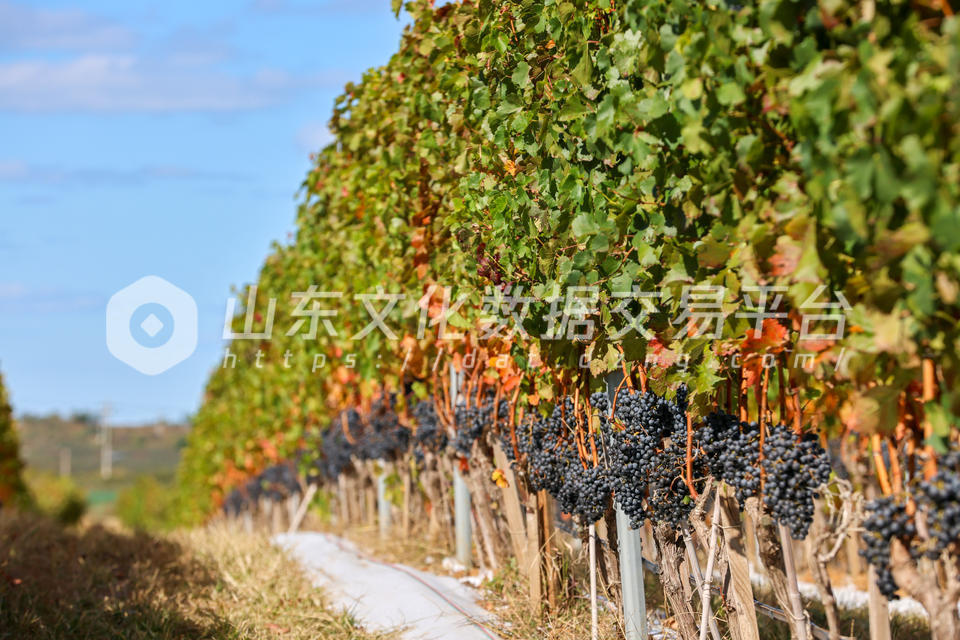 酿酒葡萄种植基地