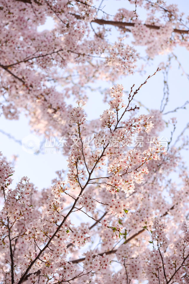 烟台龙湖葡醍海湾