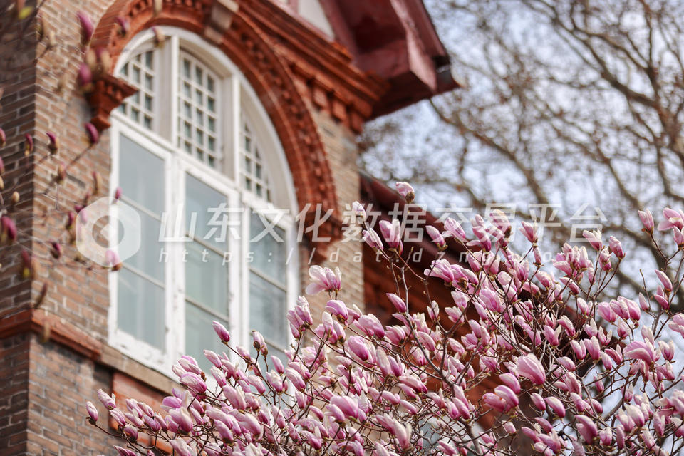 烟台山景区玉兰花开放