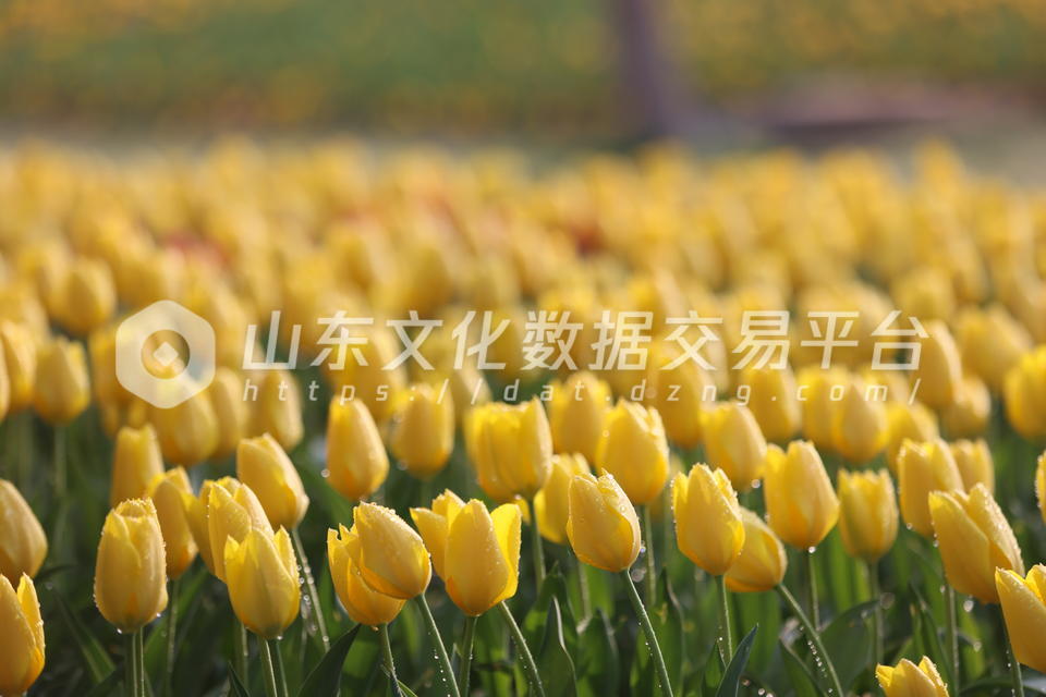 烟台莱山区虞美人广场