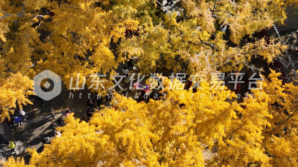 莒县浮来山四千年银杏树进入最佳观赏期