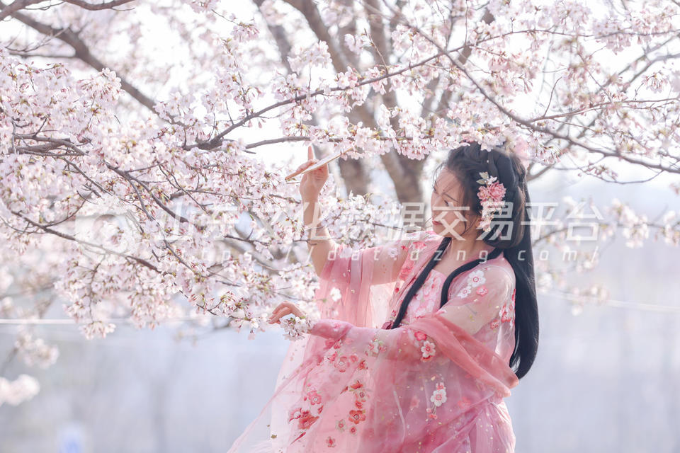 樱花下写真