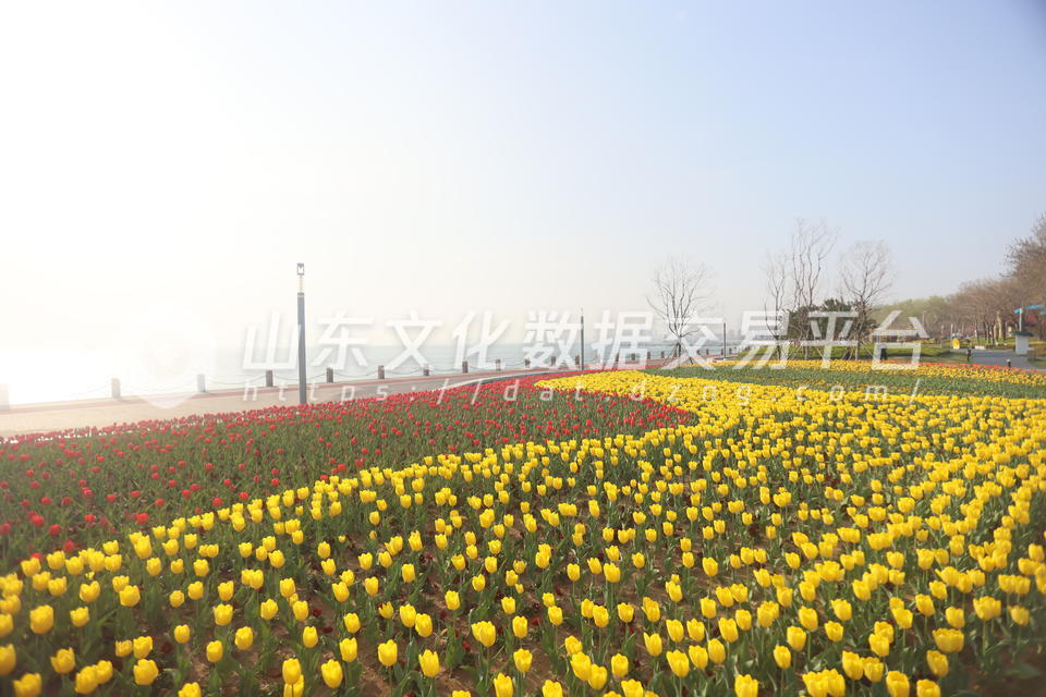 莱山虞美人广场