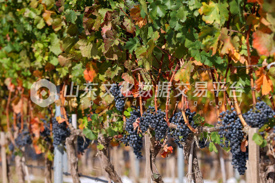 酿酒葡萄成熟