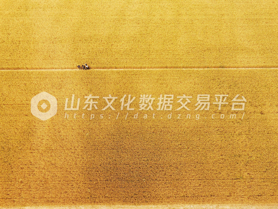 德州市麦田丰收季