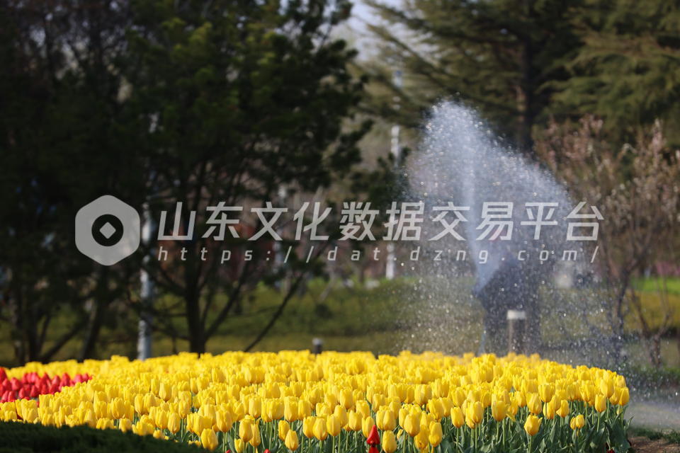 烟台莱山区虞美人广场