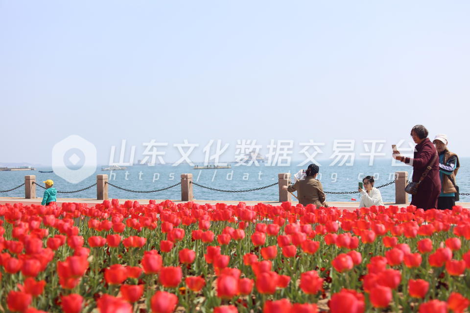 莱山虞美人广场郁金香盛开