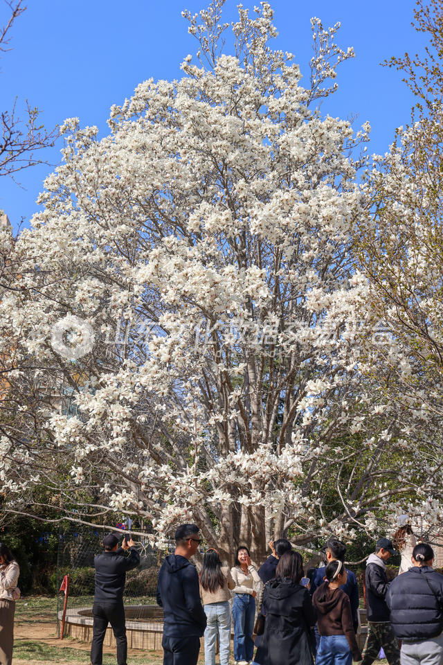烟台玉兰花盛开