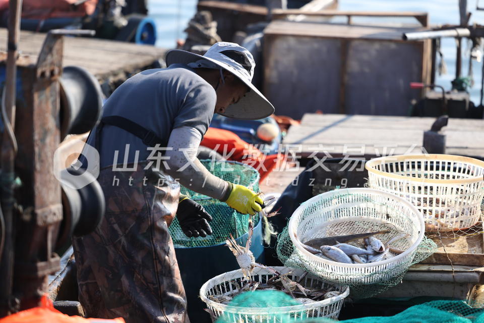 渔民分拣海鲜