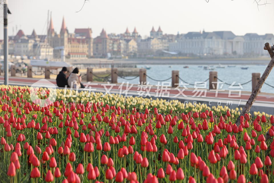 烟台莱山区虞美人广场